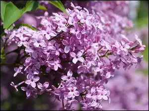 Bez, Zbliżenie, Jasnofioletowy, Kwitnący, Lilak