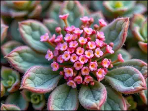 Kwiaty, Listki, Drobne, Różowe, Mięsiste