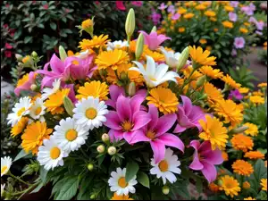 Lilie, Bukiet, Kwiaty, Kolorowe, Margerytki