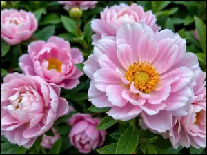 Rozkwitnięte, Pąki, Różowe, Kwiaty, Piwonie