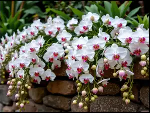 Kamienie, Kwiaty, Storczyki, Murek