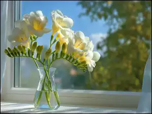 Bukiecik białych frezji na parapecie okna