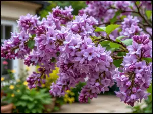 Lilak, Rozkwitający, Fioletowy, Bez