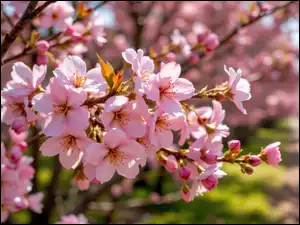 Drzewo owocowe, Gałązki, Różowe, Kwiaty