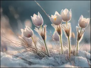 Jasnoróżowe sasanki rozświetlone słońcem w śniegu