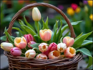 Koszyk, Kolorowe, Tulipany, Wiklinowy