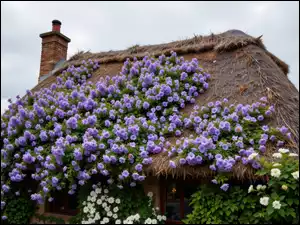 Kwiaty, Stary, Fioletowe, Dach, Dom, Białe, Komin, Strzecha