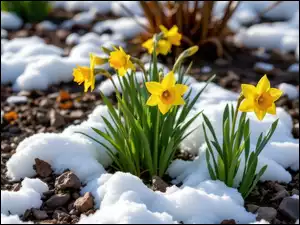 Śnieg, Żółte, Narcyzy żonkile