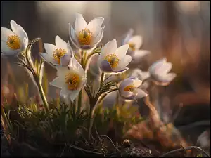 Grafika AI, Białe, Sasanki, Kwiaty