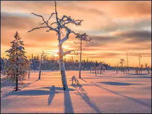Bezlistne, Cień, Drzewa, Zima, Ośnieżone