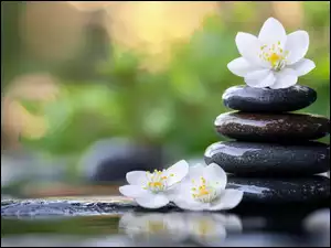 Kompozycja spa z czarnymi kamieniami i białymi kwiatami