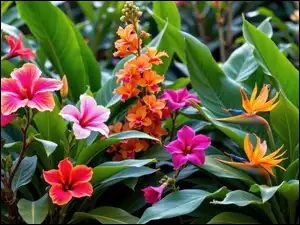 Hibiskus i storczyki wśród dużych liści w tropikalnym ogrodzie