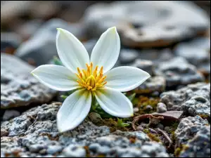 Kamienie, Biały, Kwiat