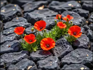 Rozświetloneczerwone maki wśród czarnych kamieni