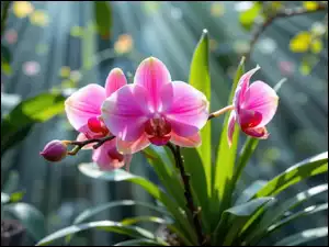 Storczyk, Liście, Różowy, Kwiaty, Pąk