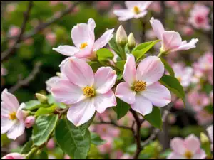 Krzew, Jasnoróżowe, Kwiaty, Listki