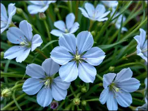 Kwiaty, Jasnoniebieskie, Rozwinięte