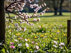 Kwitnące gałązki przy płocie na ukwieconej łące