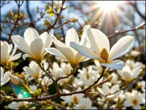 Białe, Kwiaty, AI, Magnolia, Promienie słońca, Krzew, Gałązki