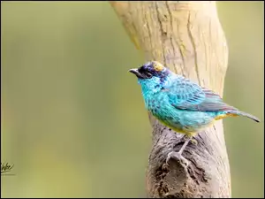 Kolorowy, Gałąź, Tanager, Tangarka błękitna, Ptak