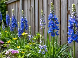 Niebieska ostróżka i inne kwiaty przy drewnianym płocie