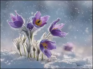 Grafika AI, Fioletowe, Sasanki, Śnieg