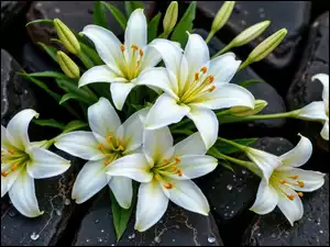 Lilie, Krople, Białe, Kwiaty, Kamienie
