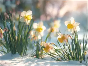 Grafika AI, Narcyzy, Kwiaty, Śnieg