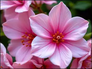 Zbliżenie, Różowe, Kwiaty, Grafika AI