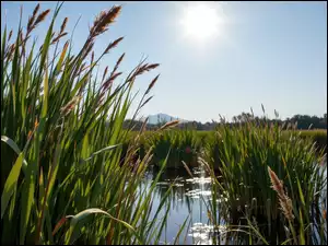 Trzciny na mokradłach w słonecznym blasku