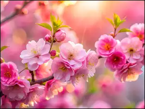 Wiśnia, Drzewo owocowe, Różowe, Listki, Gałązka, Kwiaty