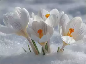 Rozkwitnięte białe krokusy w śniegu
