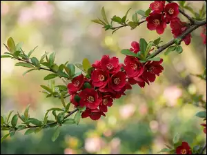 Kwiaty, Pigwowiec, Czerwone, Gałązki, Listki