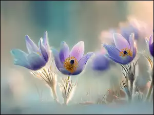 Cztery kwitnące sasanki na rozświetlonym tle w grafice