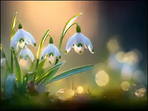 Rozświetlona kępka białych przebiśniegów w grafice AI