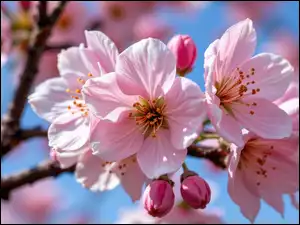 Gałązka, Grafika AI, Kwiaty, Różowe, Niebo