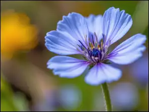 Zbliżenie, Niebieski, Kwiat