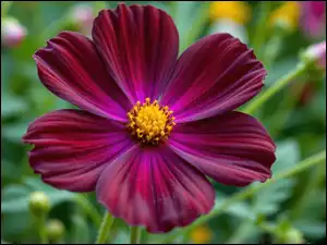 Zbliżenie, Kwiat, Ciemnoczerwony, Kosmea