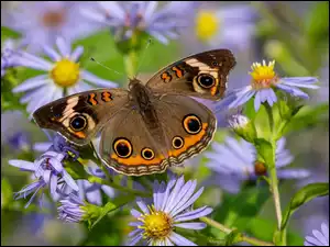 Motyl, Marcinki, Kolorowy, Junonia coenia, Astry
