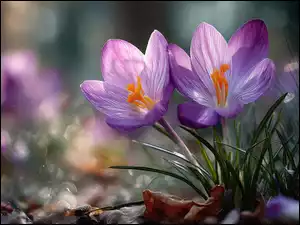 Dwa rozświetlone rozwinięte krokusy w grafice AI