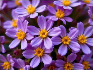 Środki, Fioletowe, Kwiaty, Żółte