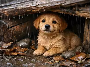 Schronienie z desekdla szczeniaka w padającym deszczu