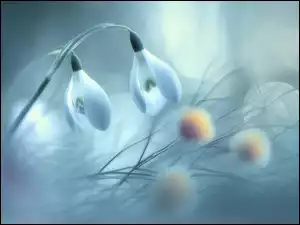 Grafika AI, Dwa, Przebiśniegi, Kwiaty