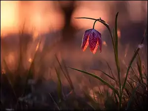 Szachownica kostkowata na rozświetlonym tle w grafice AI