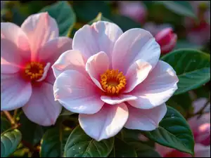 Dwa różowe kwiaty kamelii z liśćmi