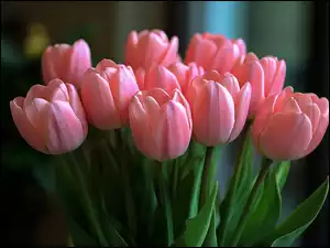 Kwiaty, Różowo-koralowe, Tulipany