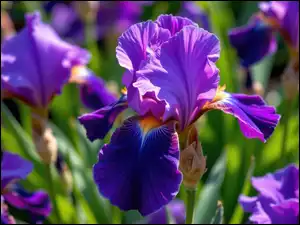 Zbliżenie, Fioletowy, Rozkwitnięty, Irys