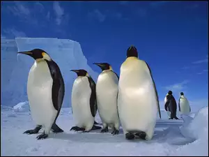 śnieg, Pingwiny, góra