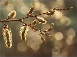 Rozkwitnięte bazie na gałązce