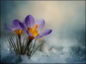 Grafika AI, Fioletowy, Krokus